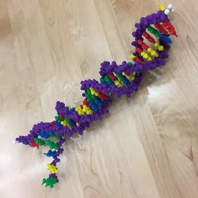 3d printed dna rna molecule