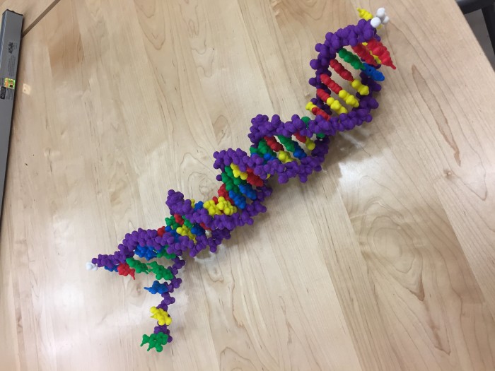 3d printed dna rna molecule